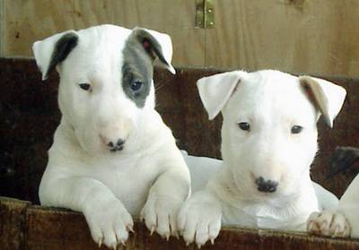 Bull Terrier Puppies on English Bull Terrier Puppies